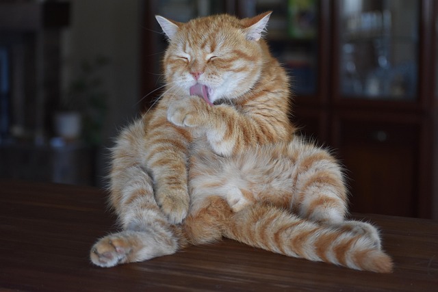 Ginger Cats