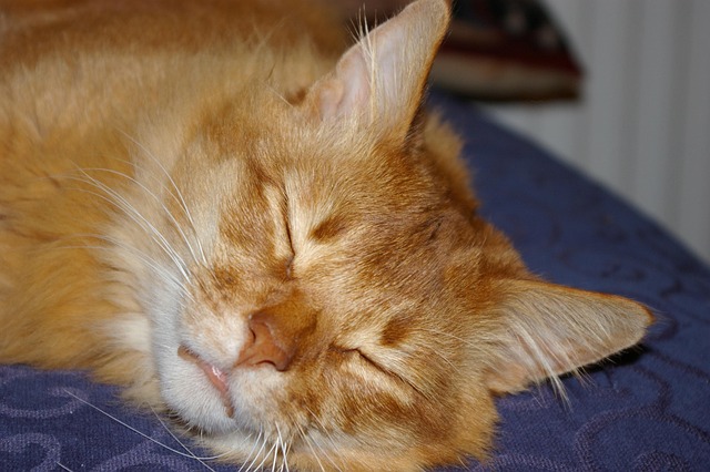 Ginger Cats