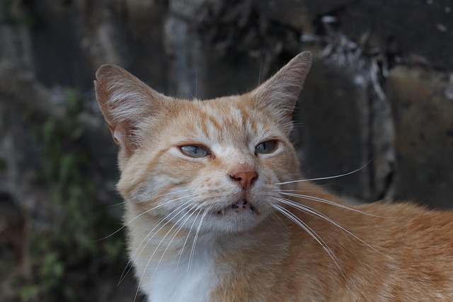 Ginger Cats