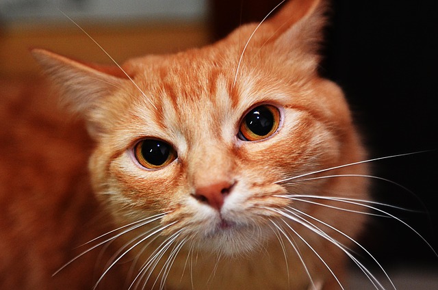Ginger Cats