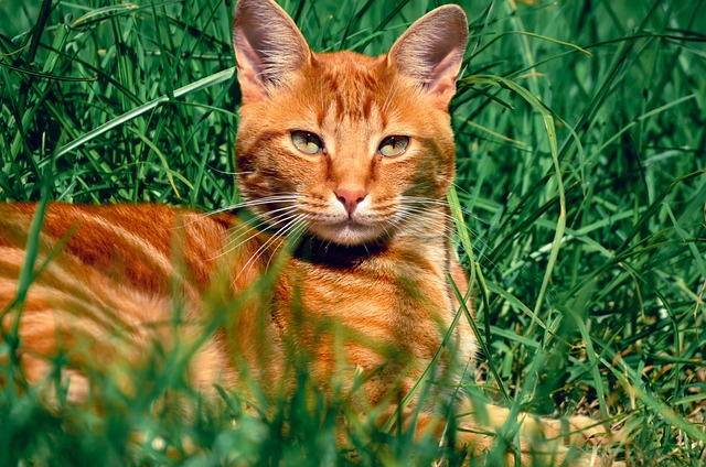 Ginger Cats