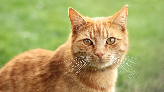 Ginger Cats