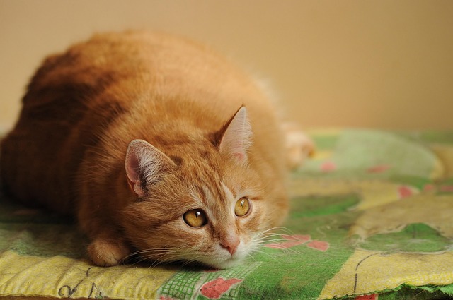 Ginger Cats