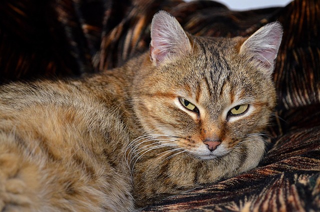 Ginger Cats