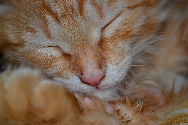 Ginger Kittens