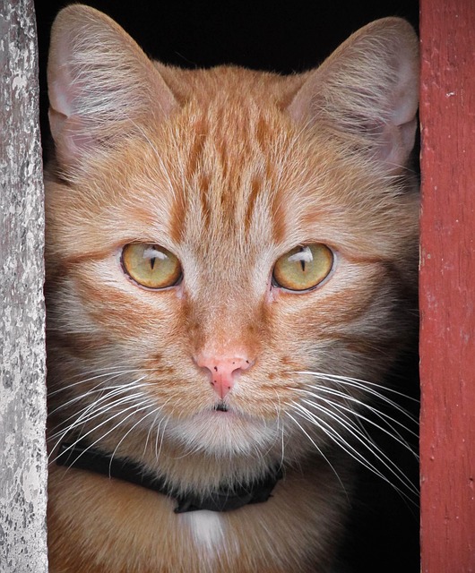 ginger-kittens-640x480-16077215.jpeg