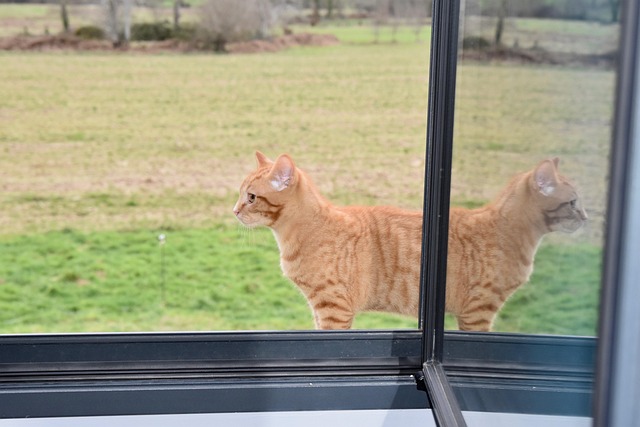 Ginger Kittens