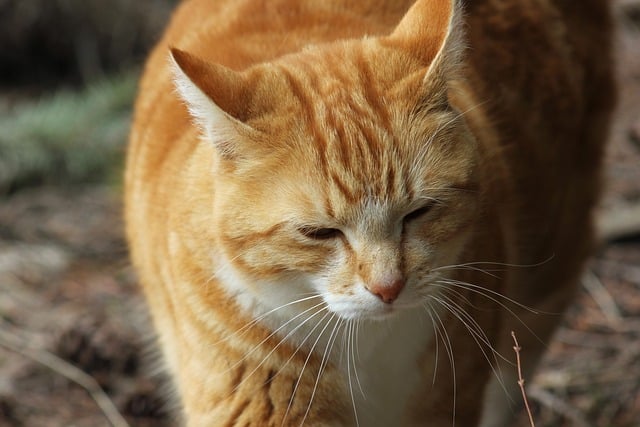Ginger Kittens