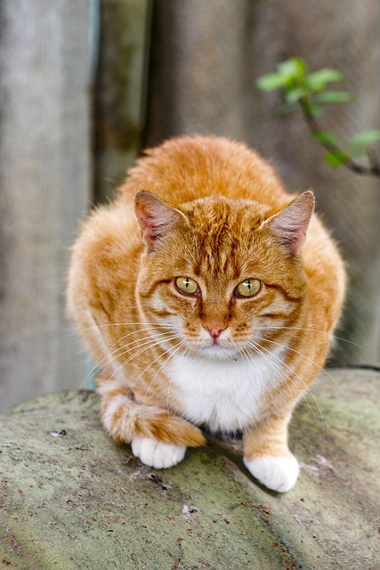 Ginger Kittens