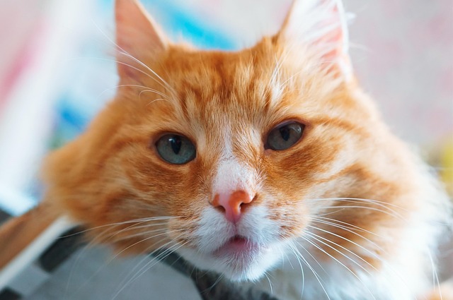 Ginger Kittens