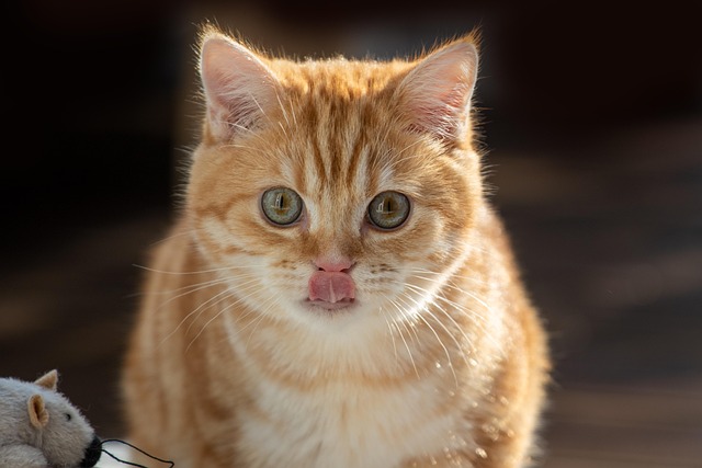 Ginger Kittens