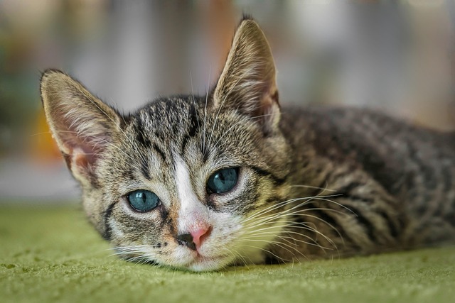 ginger-kittens-640x480-70253967.jpeg