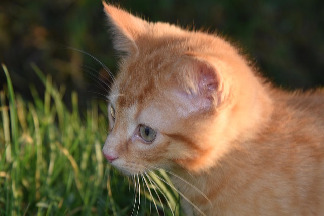 Ginger Kittens