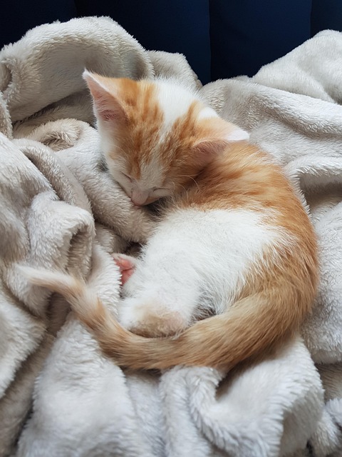 Ginger Kittens