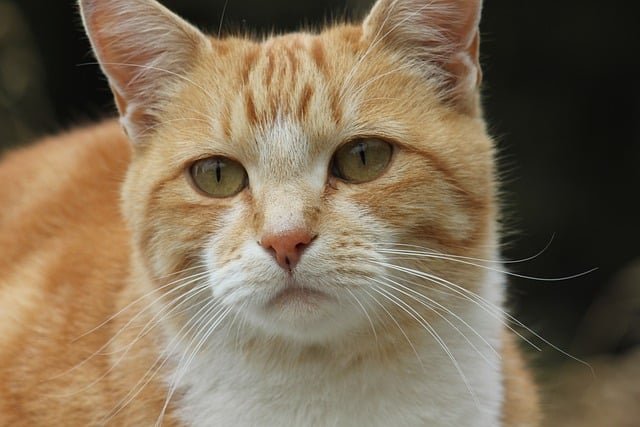 Ginger Kittens