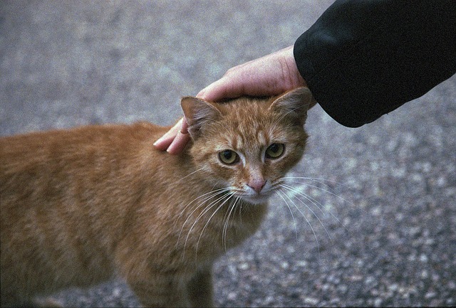 Ginger Kittens