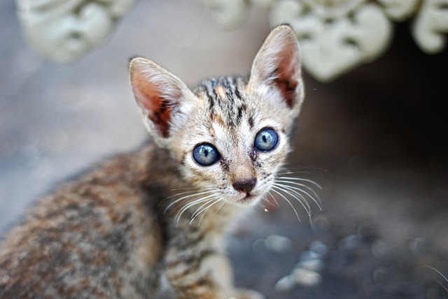 marmalade-cats-640x480-43041659.jpeg