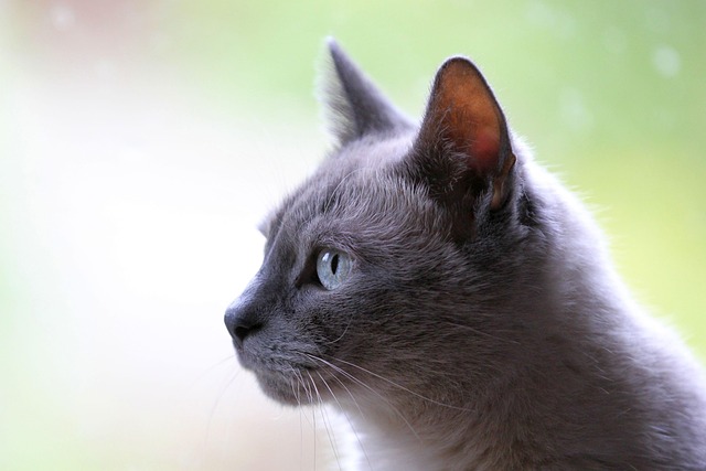 marmalade-cats-640x480-67750761.jpeg