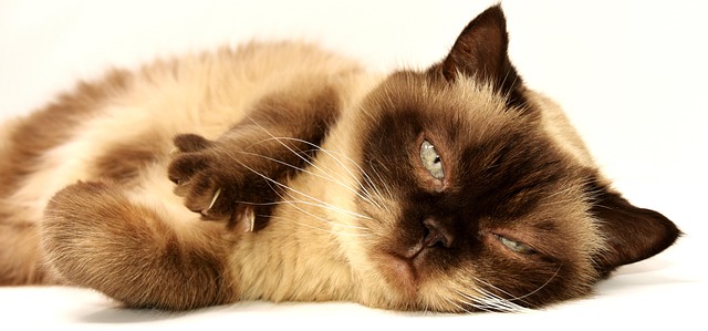 Marmalade Cats