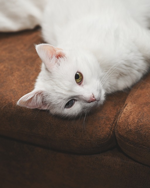 Unveiling the Allure of Marmalade Felines: Care and Training Guide