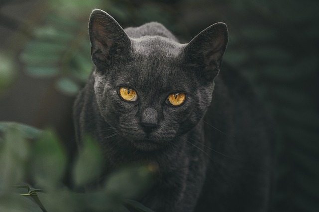 marmalade-felines-640x480-7935323.jpeg