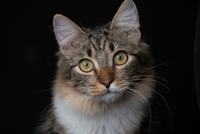 marmalade-felines-640x480-95896968.jpeg