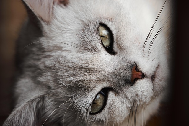 Orange Cat Resources