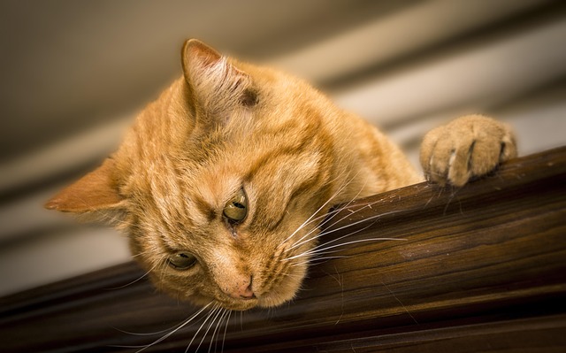Orange Cat Resources