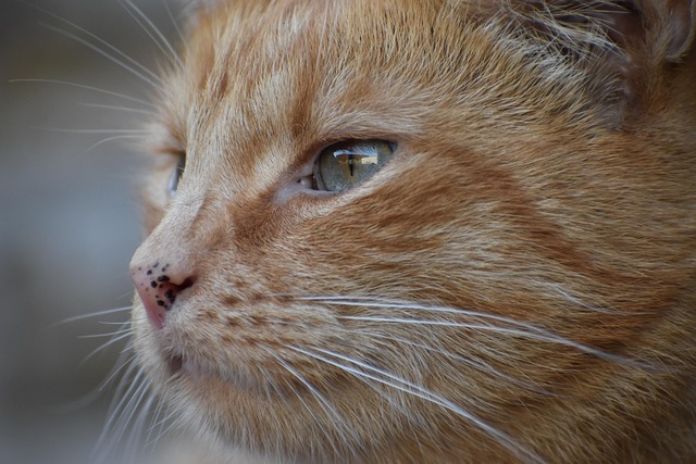 Orange Cats