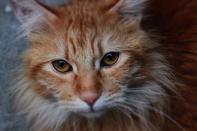 Orange Cats