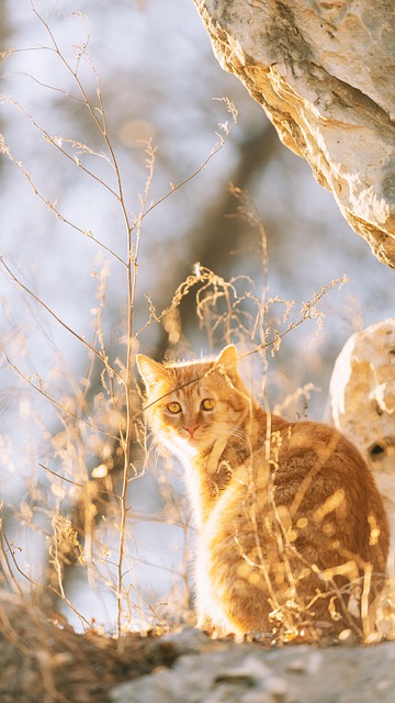 Orange Cats