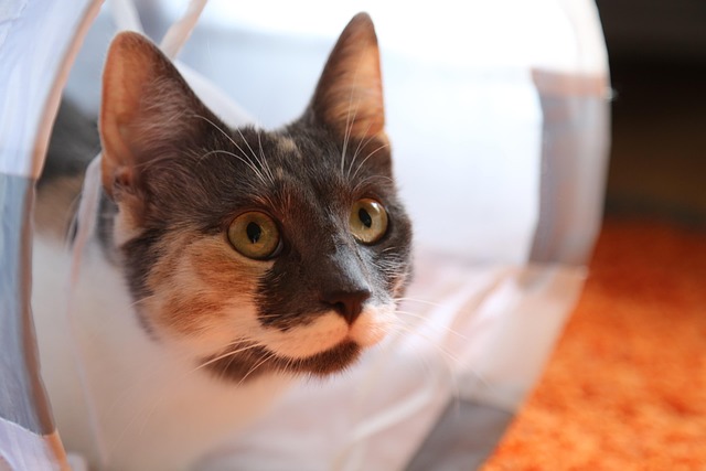 orange-cats-640x480-3675241.jpeg
