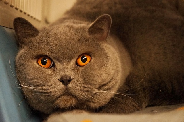 Orange Cats
