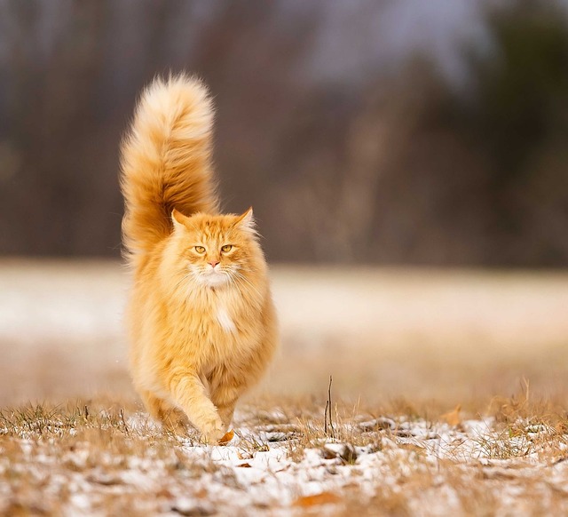orange-cats-640x480-57308660.jpeg