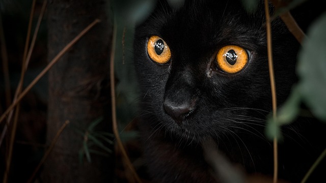 orange-cats-640x480-59039777.jpeg