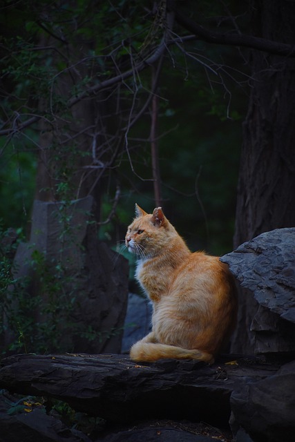 orange-cats-640x480-60354715.jpeg