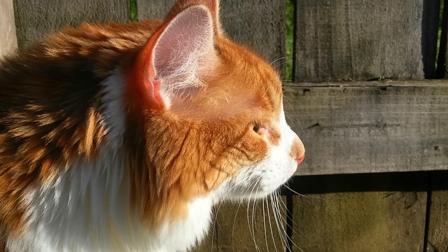 Orange Cats