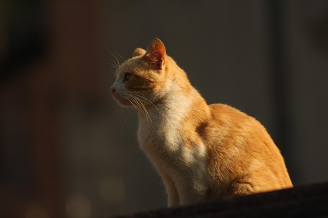 orange-cats-640x480-67363309.jpeg
