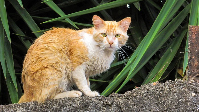 orange-cats-640x480-71175354.jpeg