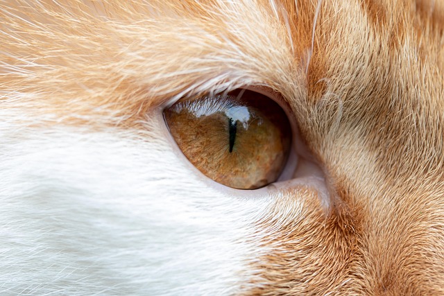 Orange Cats