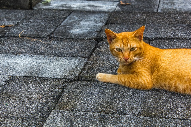 Orange Cats