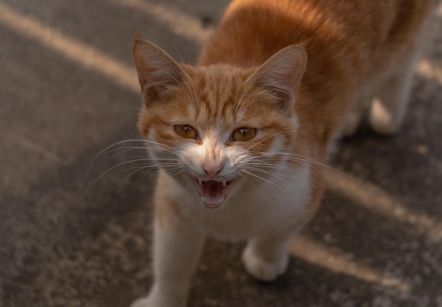 Orange Cats