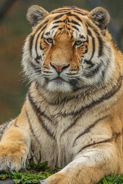 Orange Felines