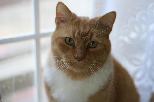Orange Felines