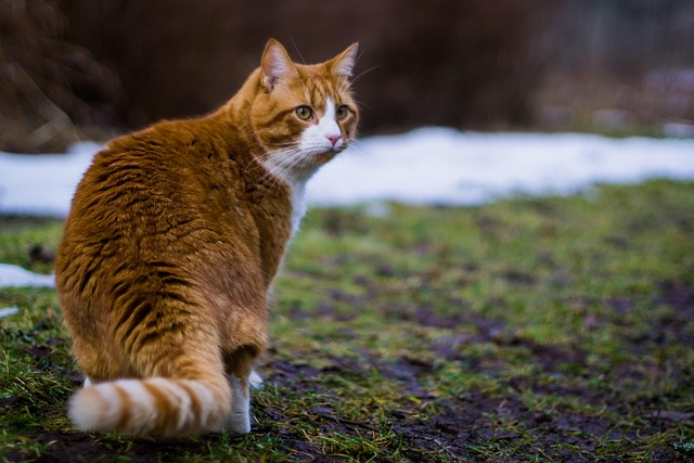 Orange Felines