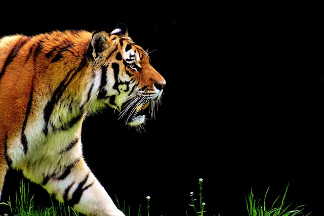 Orange Felines