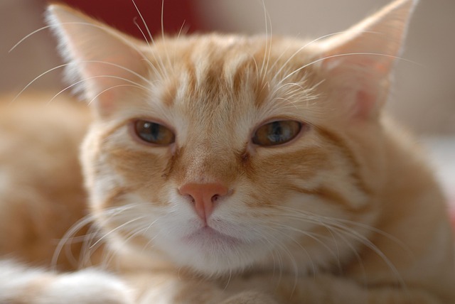 Orange Felines