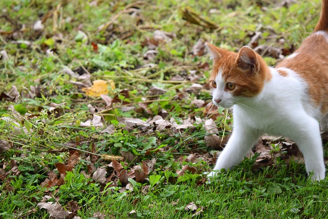Unleash the Magic: Embracing the Orange Feline Spirit