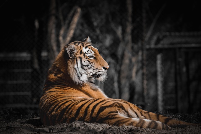 Orange Felines