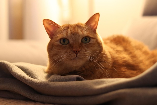 Orange Felines